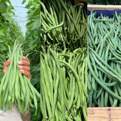 Haricots verts prix au 500g