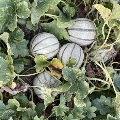 Melons