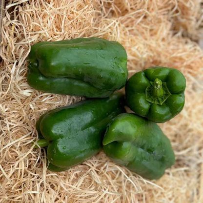 Poivron vert prix par 500g