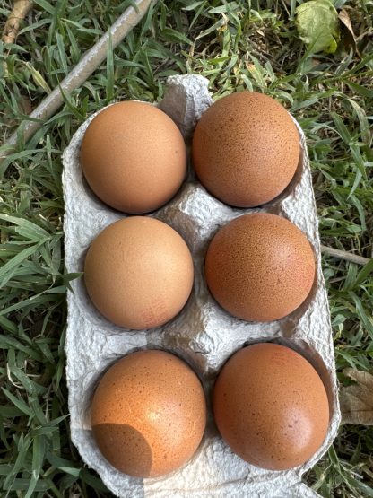 Œuf en plein air