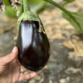 Aubergine Cat 2 prix au kg