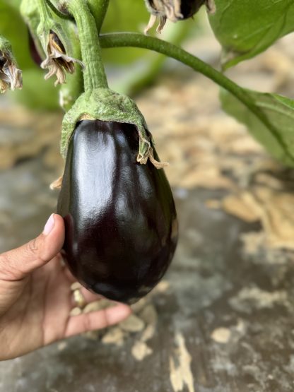 Aubergine Cat 2 prix au kg