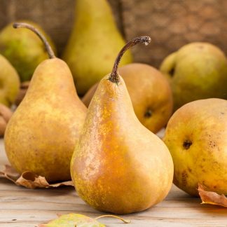 Poire selon variété